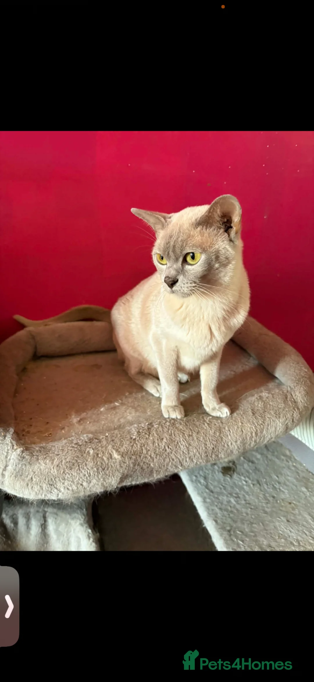 Burmese cats for sale: Burmese cross - Advert 1