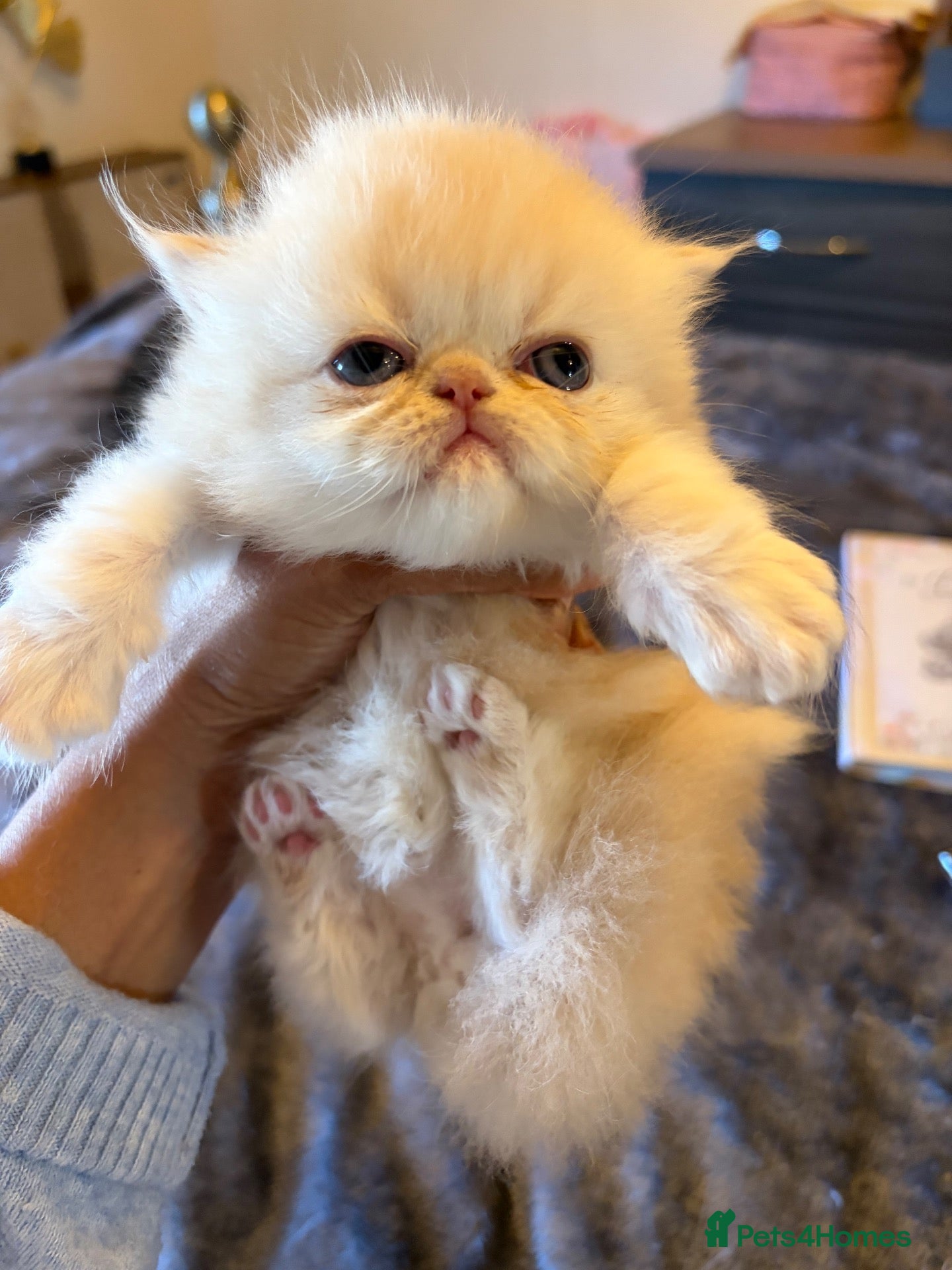 Persian cats for sale: Pure bred   **  cream shaded Persian kitten  - Advert 2
