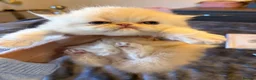 Persian cats for sale: Pure bred   **  cream shaded Persian kitten  in Hounslow - Advert 1