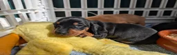 Dachshund dogs for sale: LET DOWN ON LAST PUPPY DACHSHUND  - Advert 21