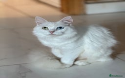 Maine Coon cats for sale: 	Rare Polydactyl Kittens + 1 Blue-Eyed Beauty - Image 14