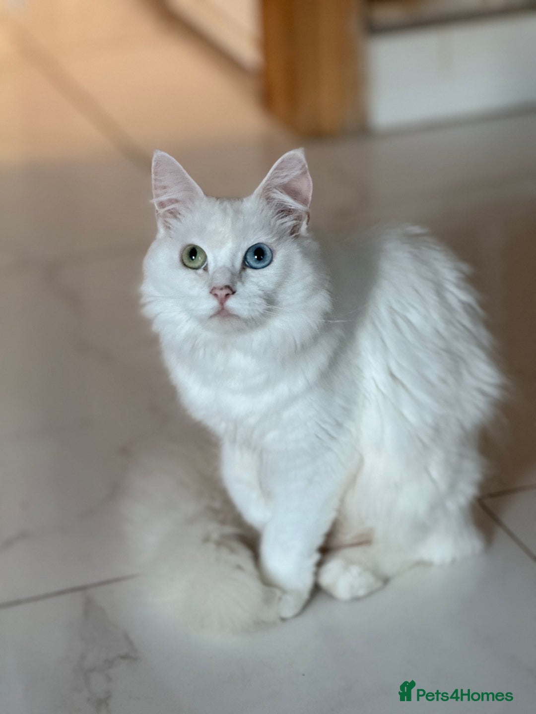 Maine Coon cats for sale: 	Rare Polydactyl Kittens + 1 Blue-Eyed Beauty - Image 14