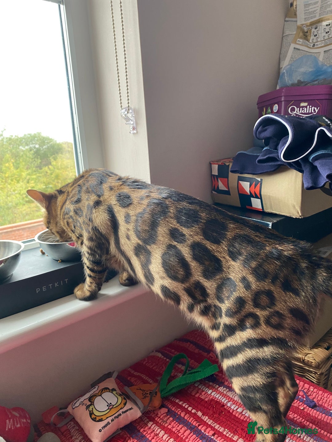 Bengal cats for sale: Loving 1year old male bengal - Advert 8