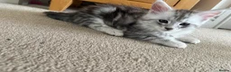 Maine Coon cats for sale: Last Beautiful Maine Coon Kitten Ready Now 🐾 - Advert 11