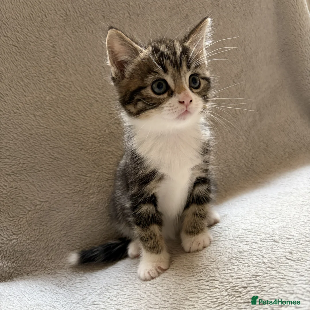 Mixed Breed cats for sale: Adorable Kittens Looking for Their Forever Home - Advert 26