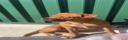 Mixed Breed dogs for sale: 9 month old male £100 in Sheffield - Advert 3