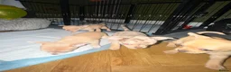 Chihuahua dogs for sale: READY NOW - 2 BOYS LEFT!! - Advert 22