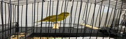 Canaries birds for sale: Fife canaries for sale - Advert 2