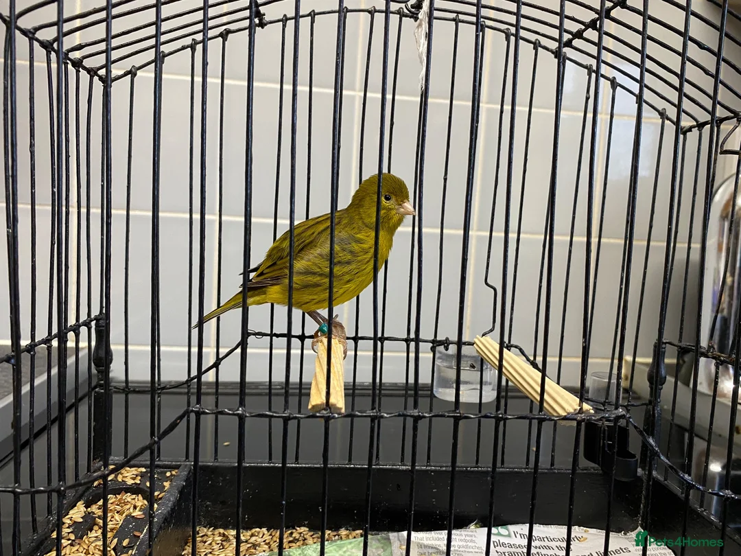 Canaries birds for sale: Fife canaries for sale - Advert 2