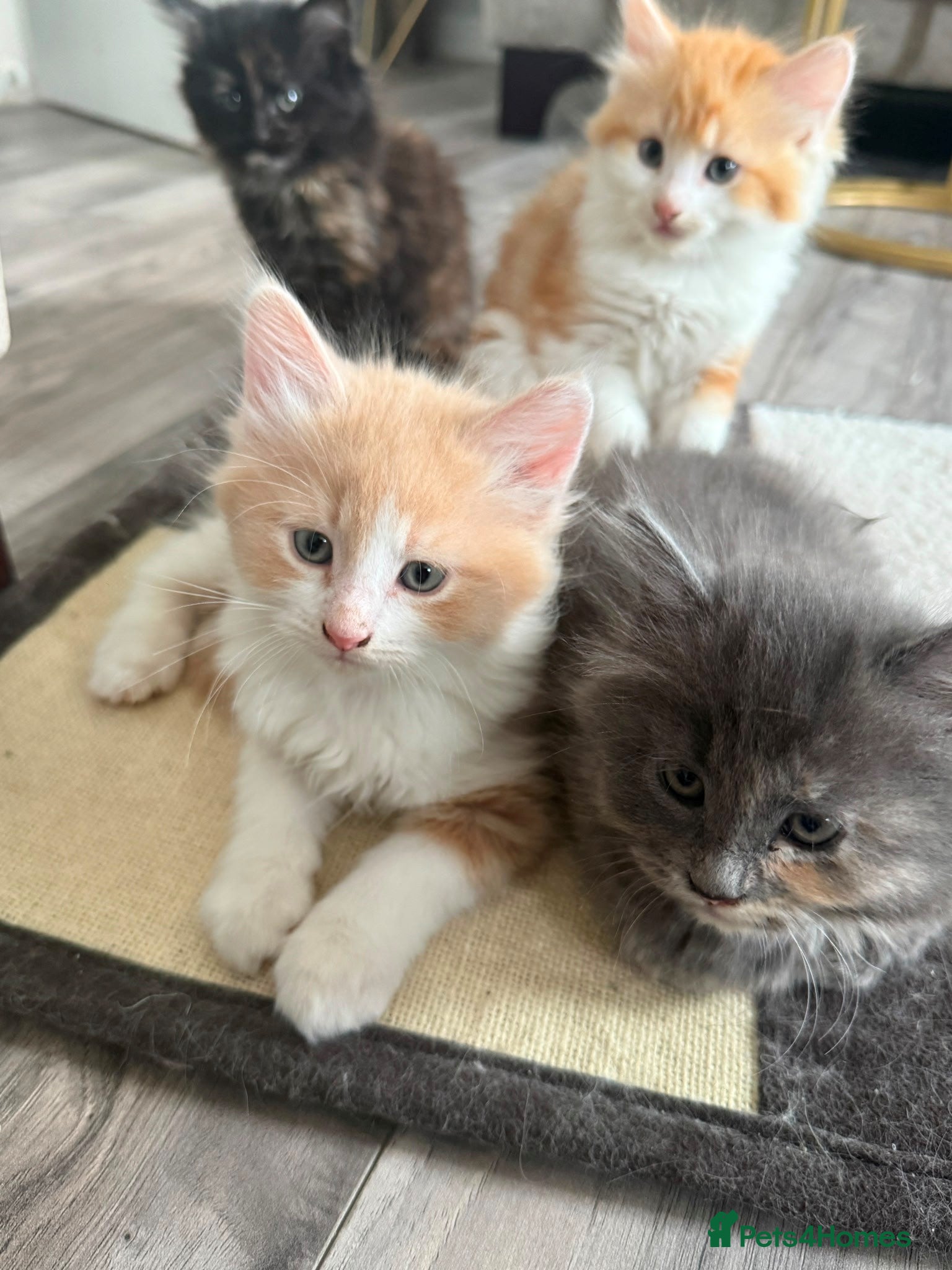 Ragdoll cats 2 Left - Stunning litter of Ragdoll cross kittens - Advert 2