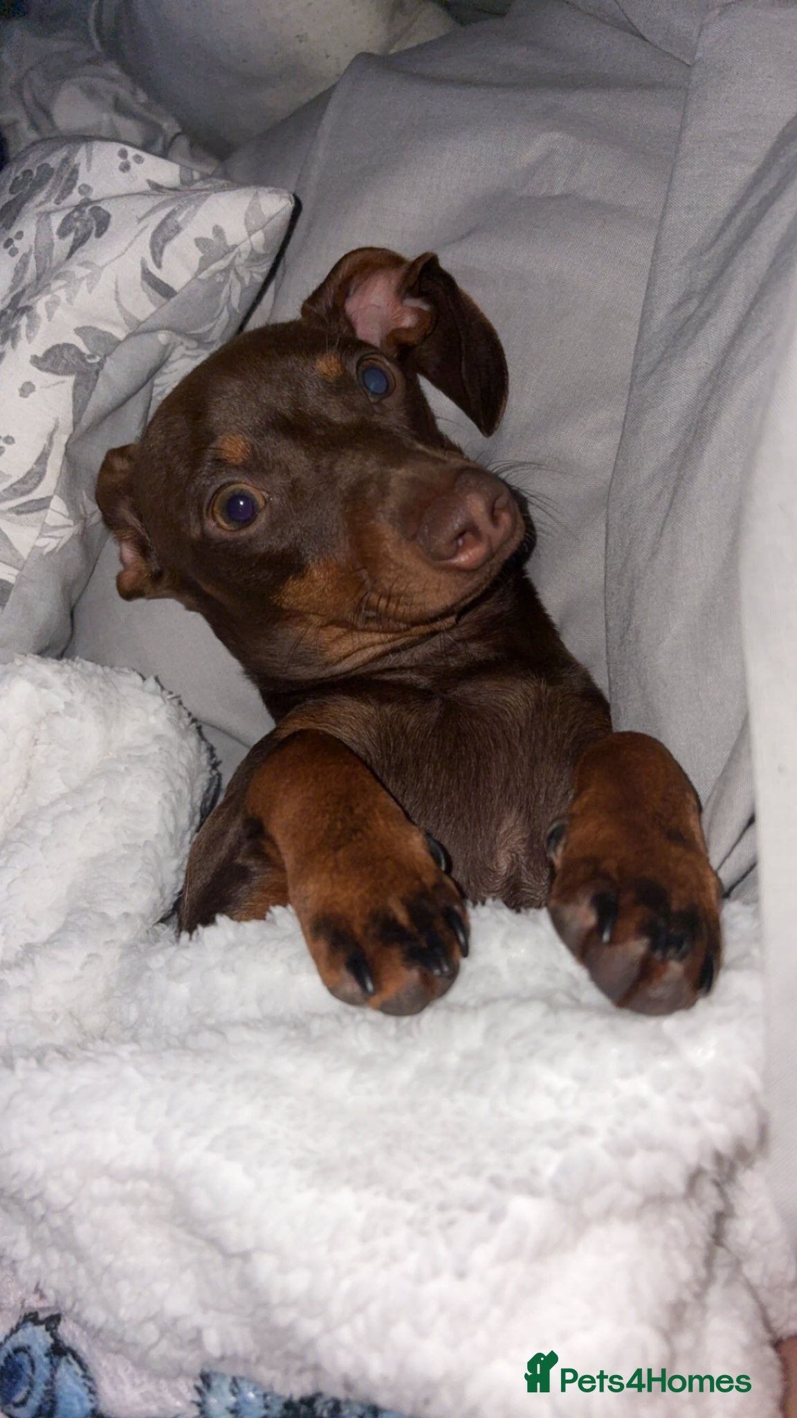 Dachshund dogs Male dachshunds- please read full description  - Advert 1