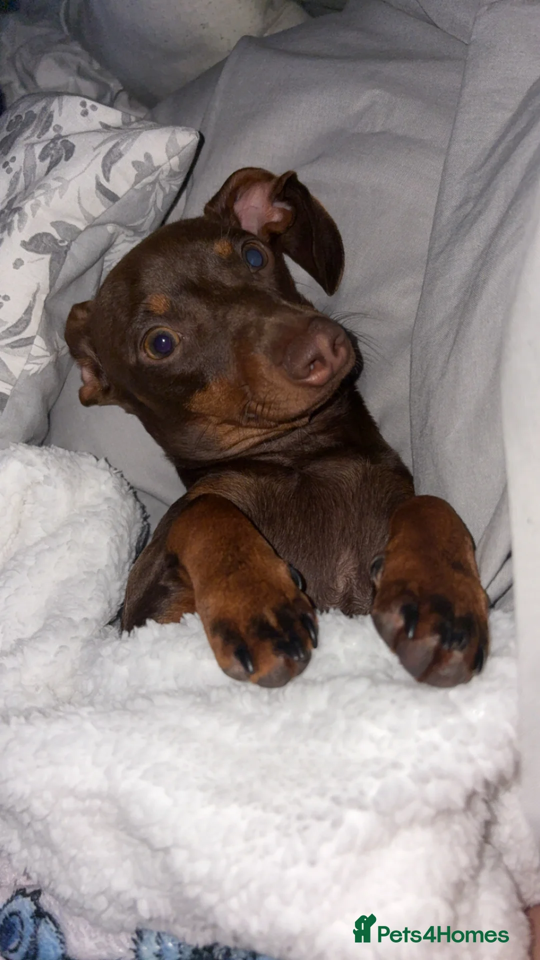 Dachshund dogs for sale: Male dachshunds- please read full description  in Merthyr Tydfil - Advert 1
