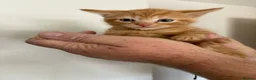 Mixed Breed cats for sale: Kittens for sale in Alfreton - Advert 2