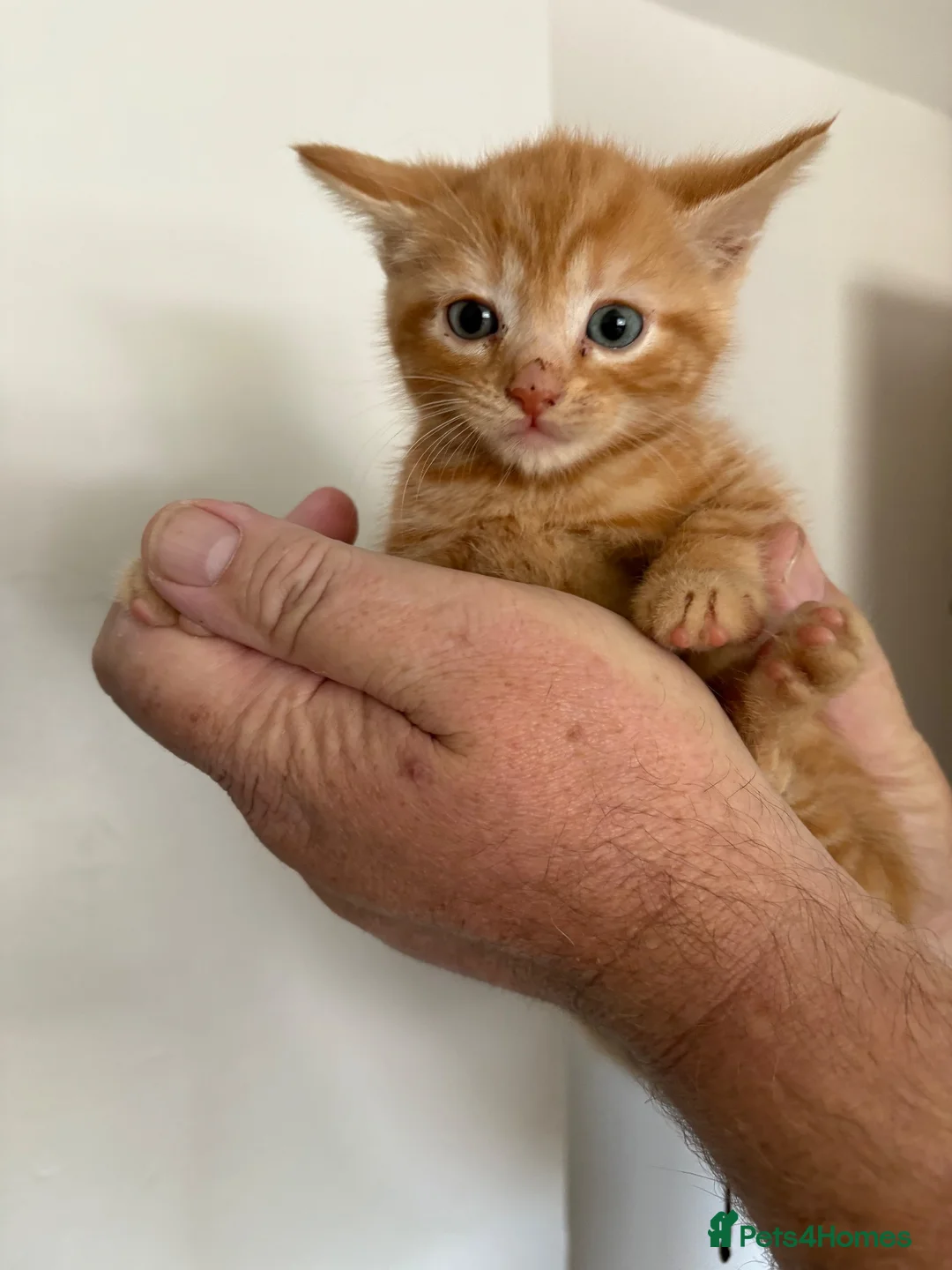 Mixed Breed cats for sale: Kittens for sale in Alfreton - Advert 2
