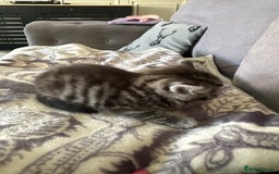 Bengal cats for sale: 4 beautiful part bengal kittens  - Image 14