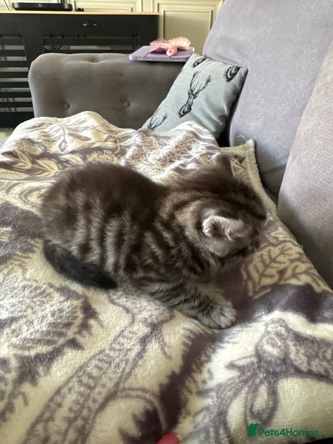 Bengal cats for sale: 4 beautiful part bengal kittens  - Image 14