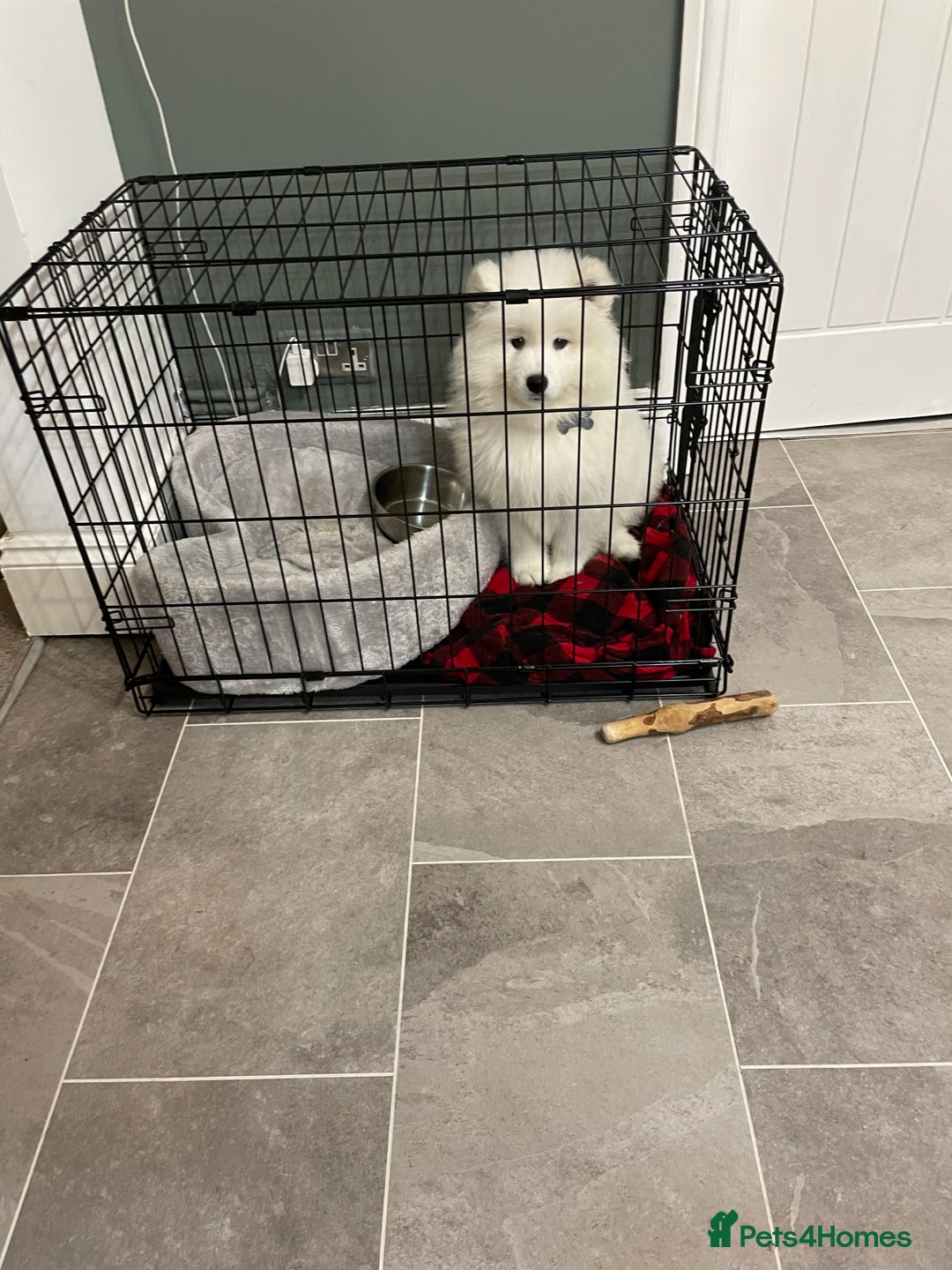 Samoyed dogs for sale: Samoyed - Advert 2