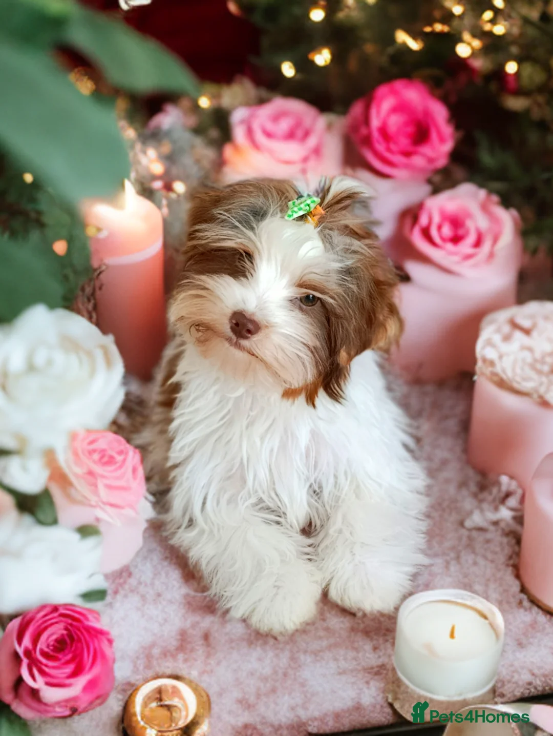 Yorkshire Terrier dogs for sale: Biro Yorkshire Terrier🐻 real Teddy bear 🐻😍 - Advert 2