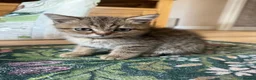British Shorthair cats for sale: Golden Shaded Torbie - Advert 2