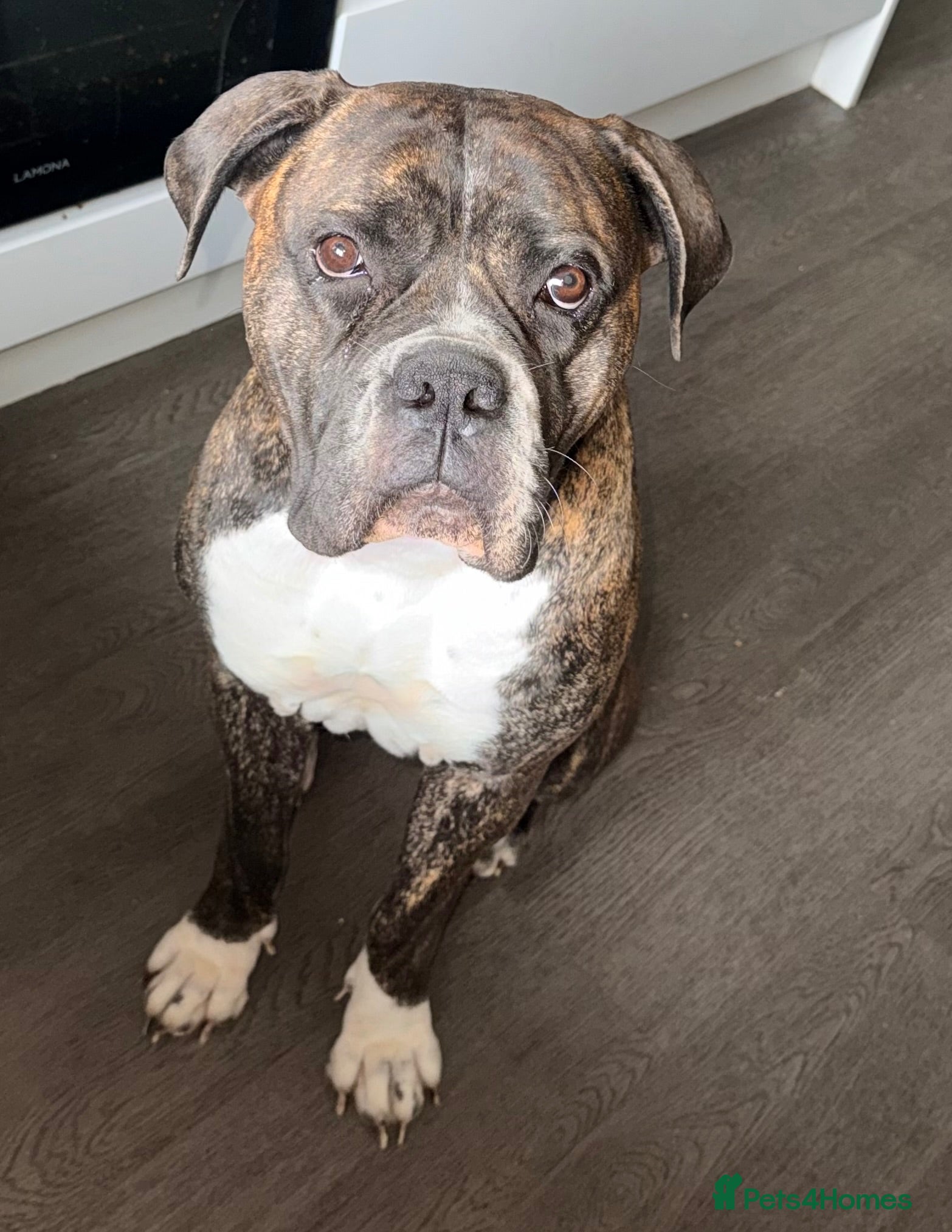 Mixed Breed dogs Luna for sale  - Advert 8