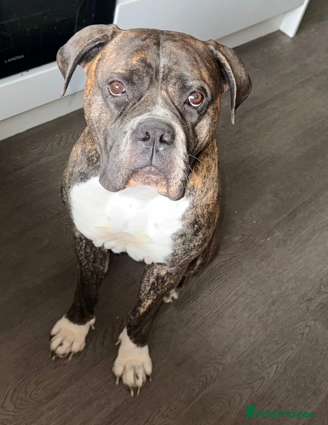 Mixed Breed dogs for sale: Luna for sale  in Newcastle upon Tyne - Advert 1