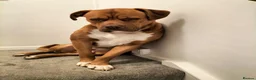 Mixed Breed dogs for sale: Scoob - Advert 1