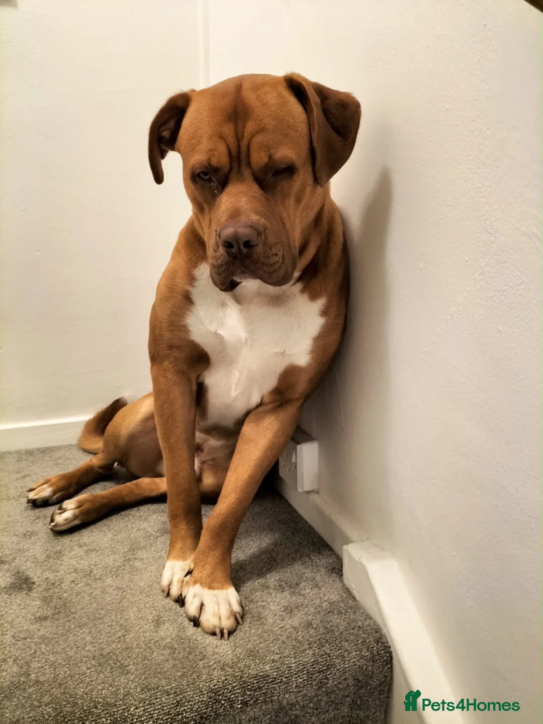 Mixed Breed dogs for sale: Scoob - Advert 1