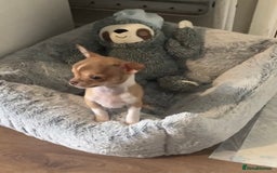 Chihuahua dogs for sale: CHIHUAHUA PUPPIES - Image 3