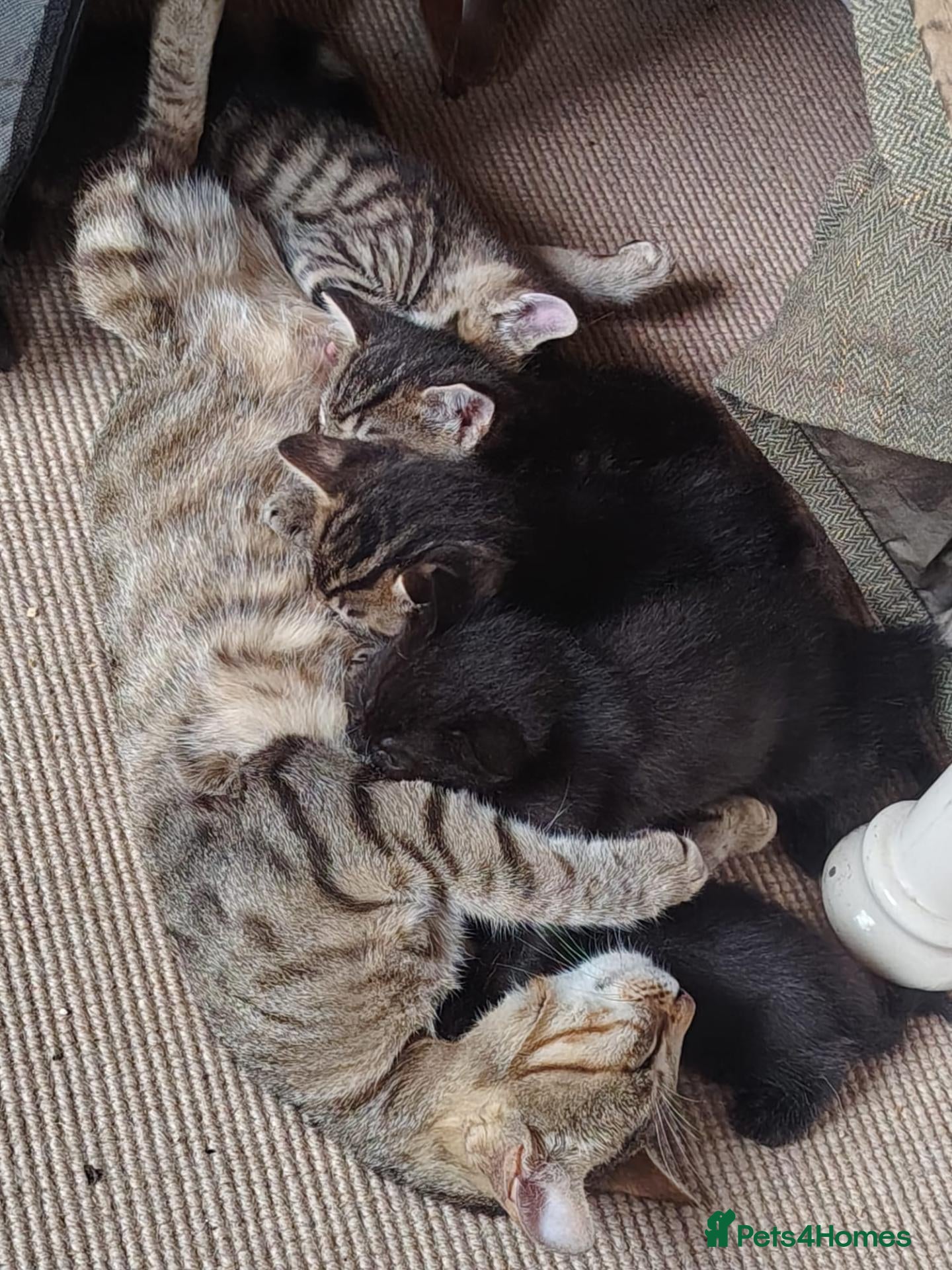 Mixed Breed cats Bengal Mix Kittens - Advert 2