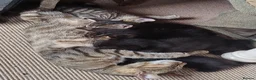 Mixed Breed cats for sale: Bengal Mix Kittens in Penrith - Advert 1