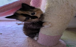 Mixed Breed cats for sale: Kittens 2 litters - Image 16