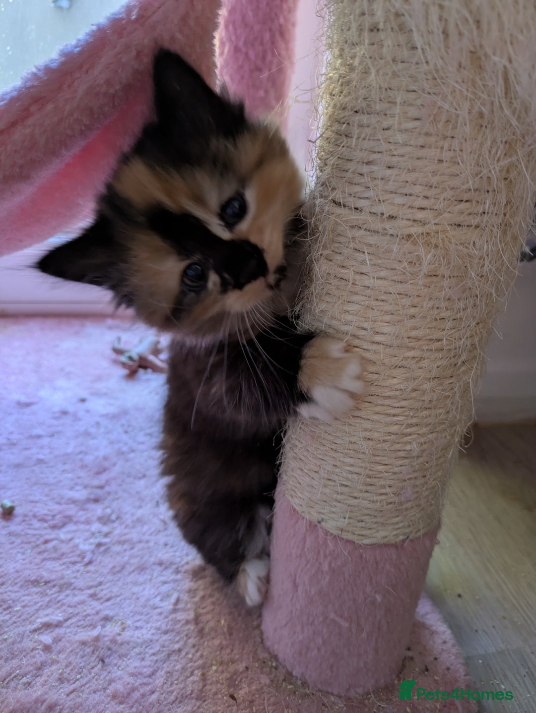 Mixed Breed cats for sale: Kittens 2 litters - Image 16