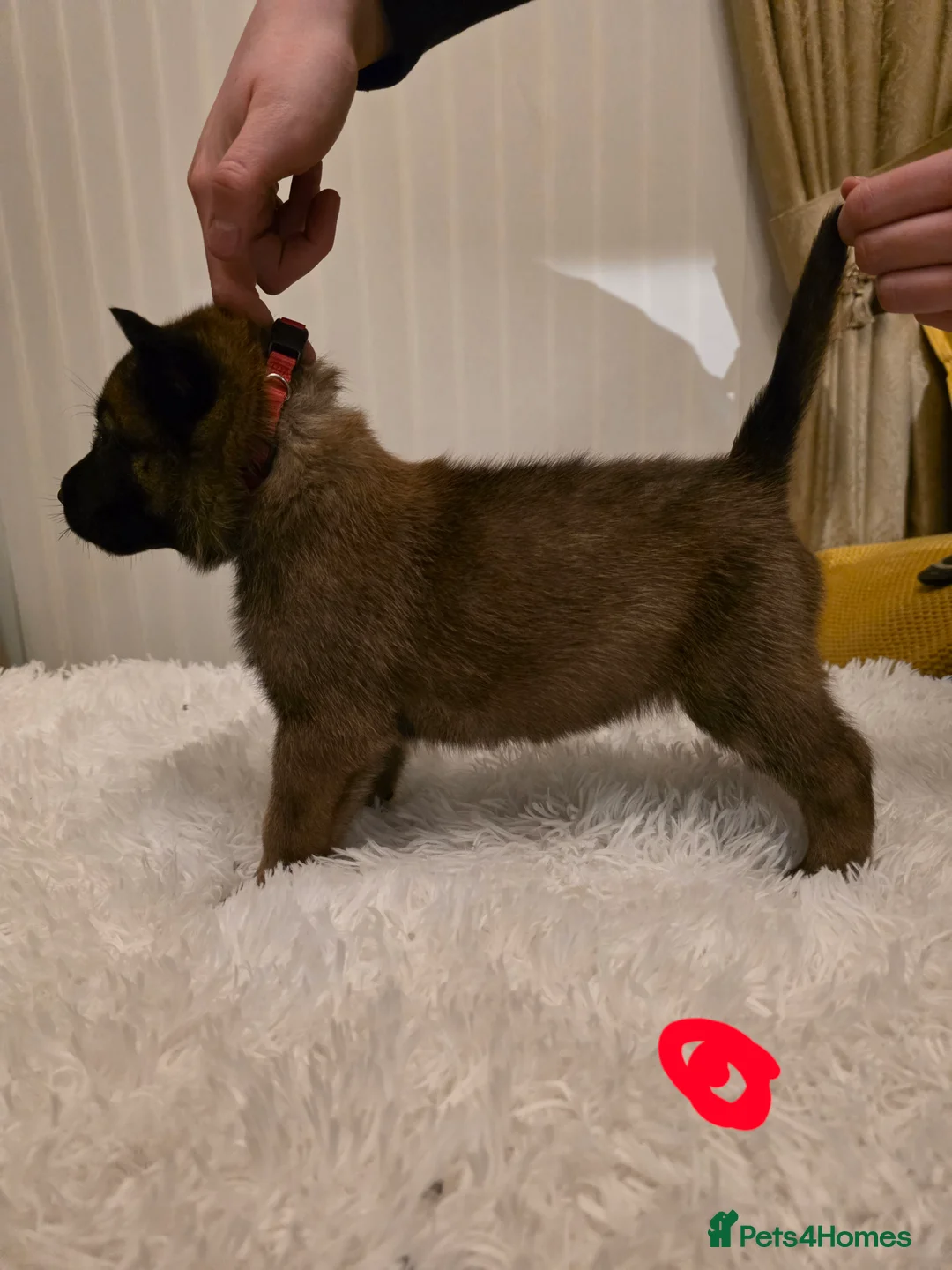 Belgian Shepherd Dog dogs for sale: 🔥🔥Fantastic Belgian Malinois Puppies🔥🔥 - Advert 9