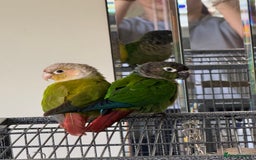 Conures birds for sale:  Pair of Green Cheek Conures – Handled & Healthy - Image 1