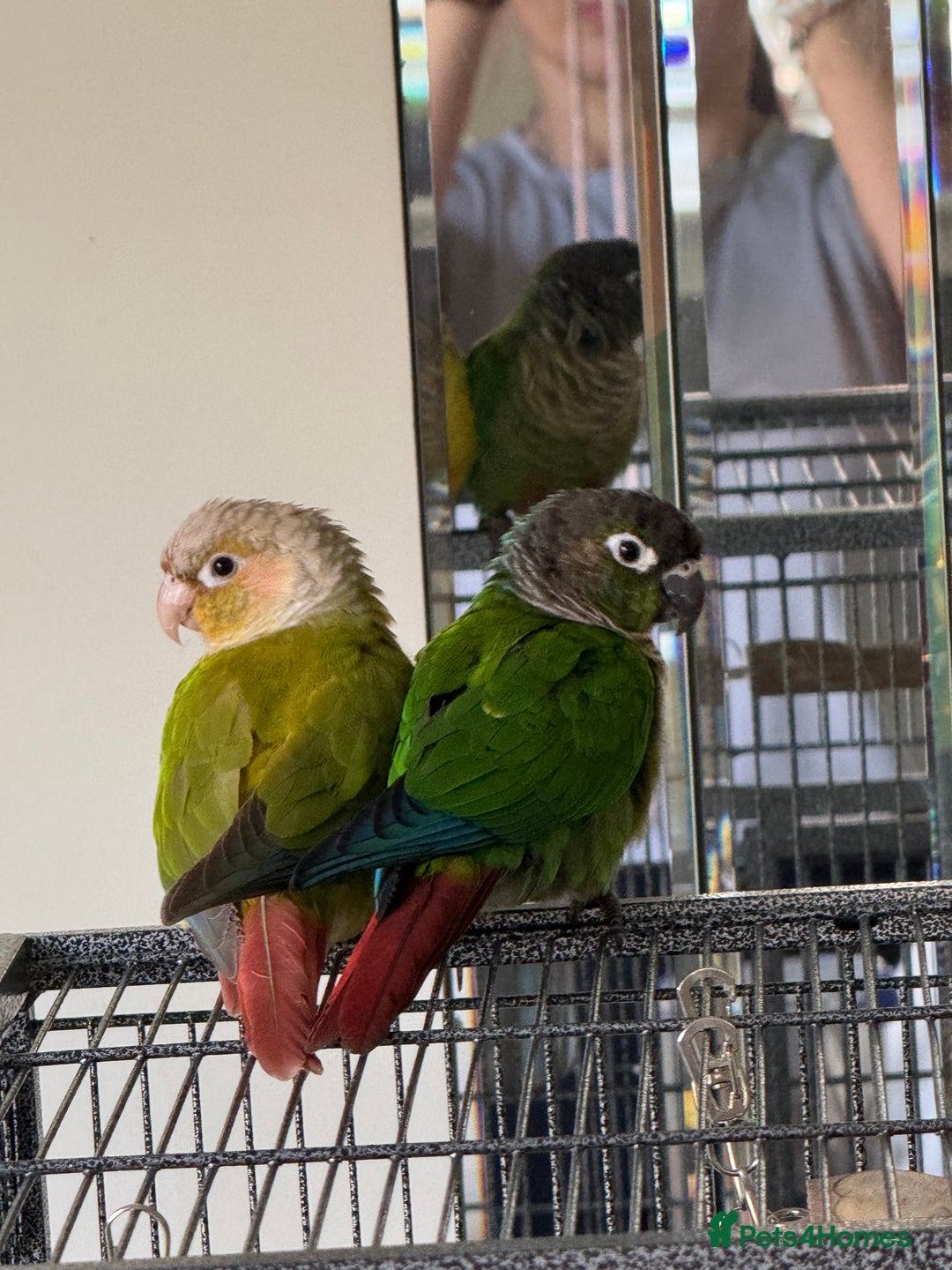 Conures birds for sale:  Pair of Green Cheek Conures – Handled & Healthy - Image 1