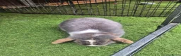 Mixed Breed rabbits for sale: 2 bunnys - Advert 4