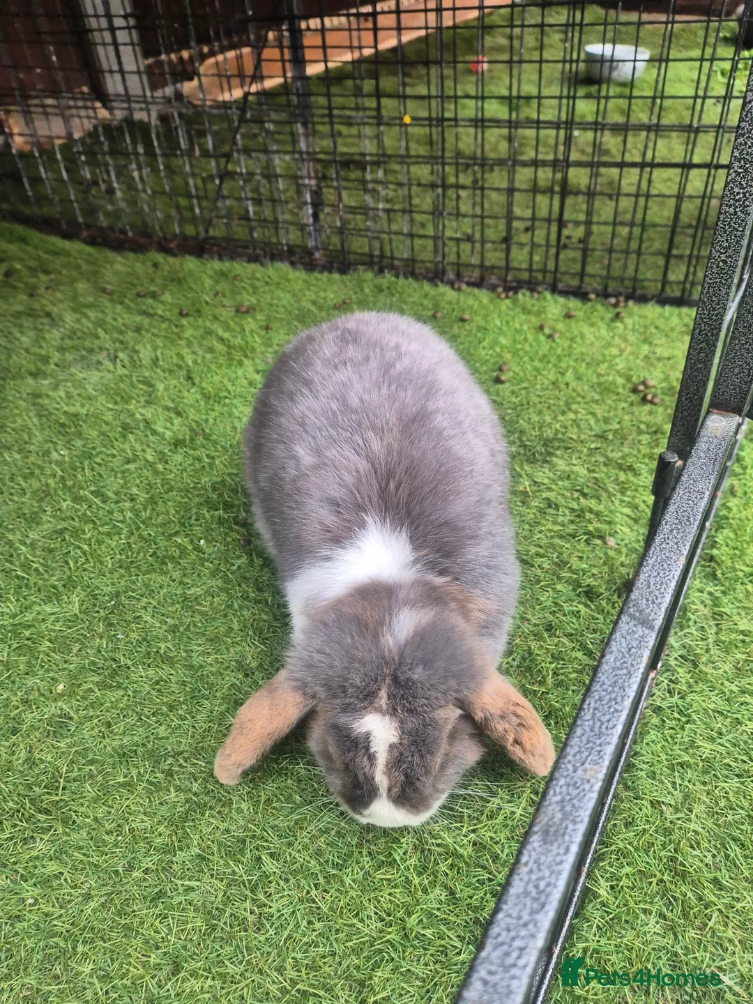 Mixed Breed rabbits for sale: 2 bunnys - Advert 4