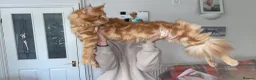 Maine Coon cats for sale: 2 Maine coon kittens  - Advert 20