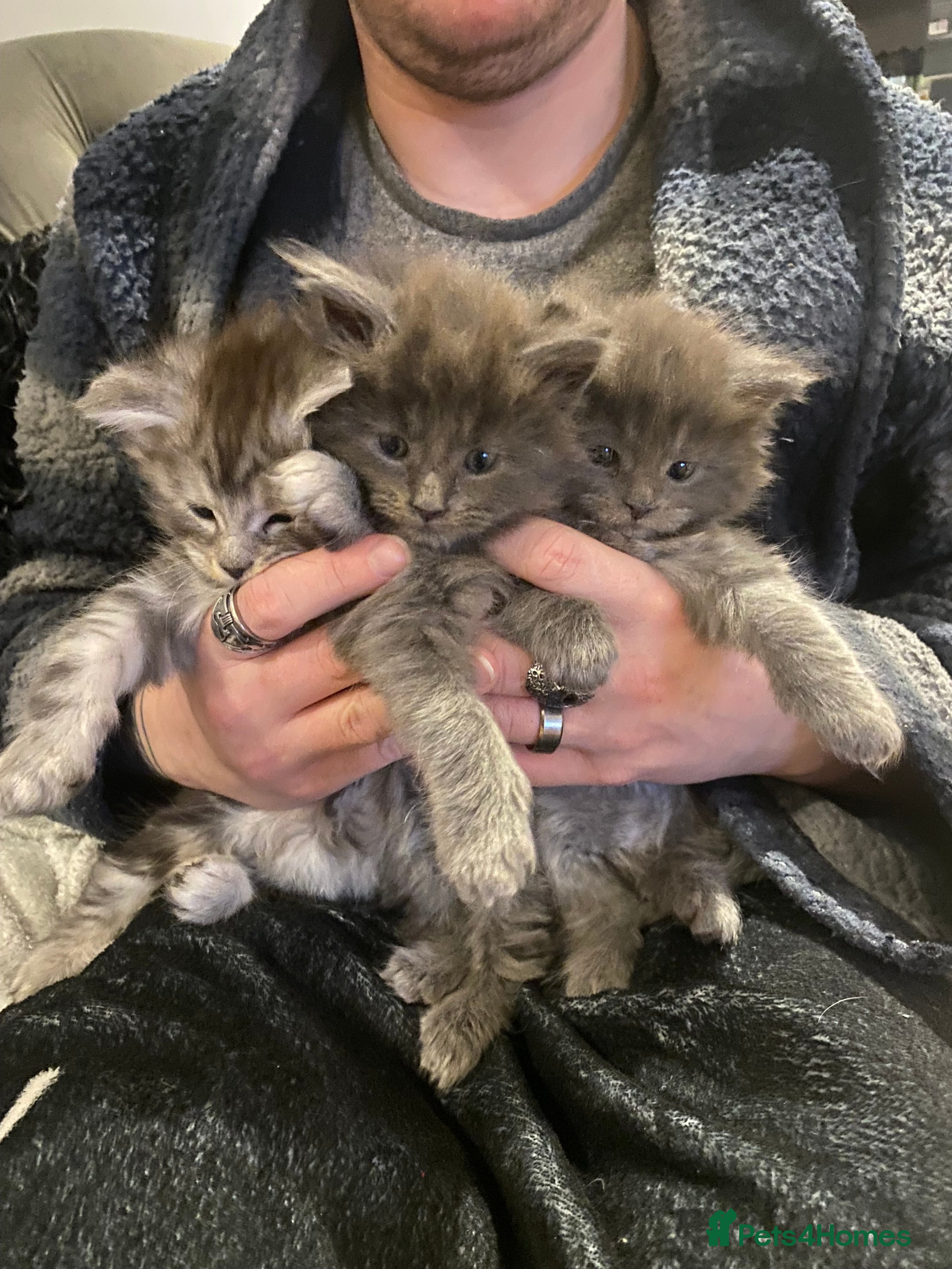 Maine Coon cats 4 x Maine coon kittens  - Advert 8