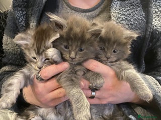 Maine Coon cats 4 x Maine coon kittens - Advert 8