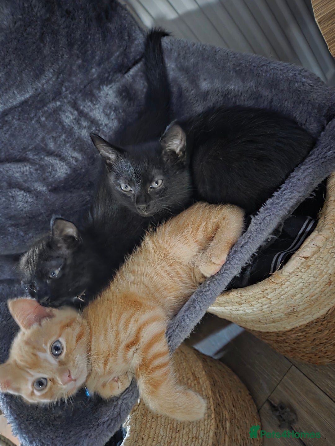 Ragdoll cats for sale: Ragdoll x tabby cat - Image 10