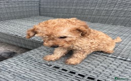 Miniature Poodle dogs for sale: Miniature poodles ready now xx in Hull - Image 20