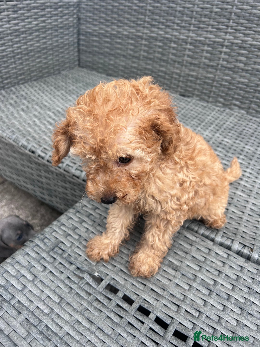Miniature Poodle dogs for sale: Miniature poodles ready now xx in Hull - Image 20