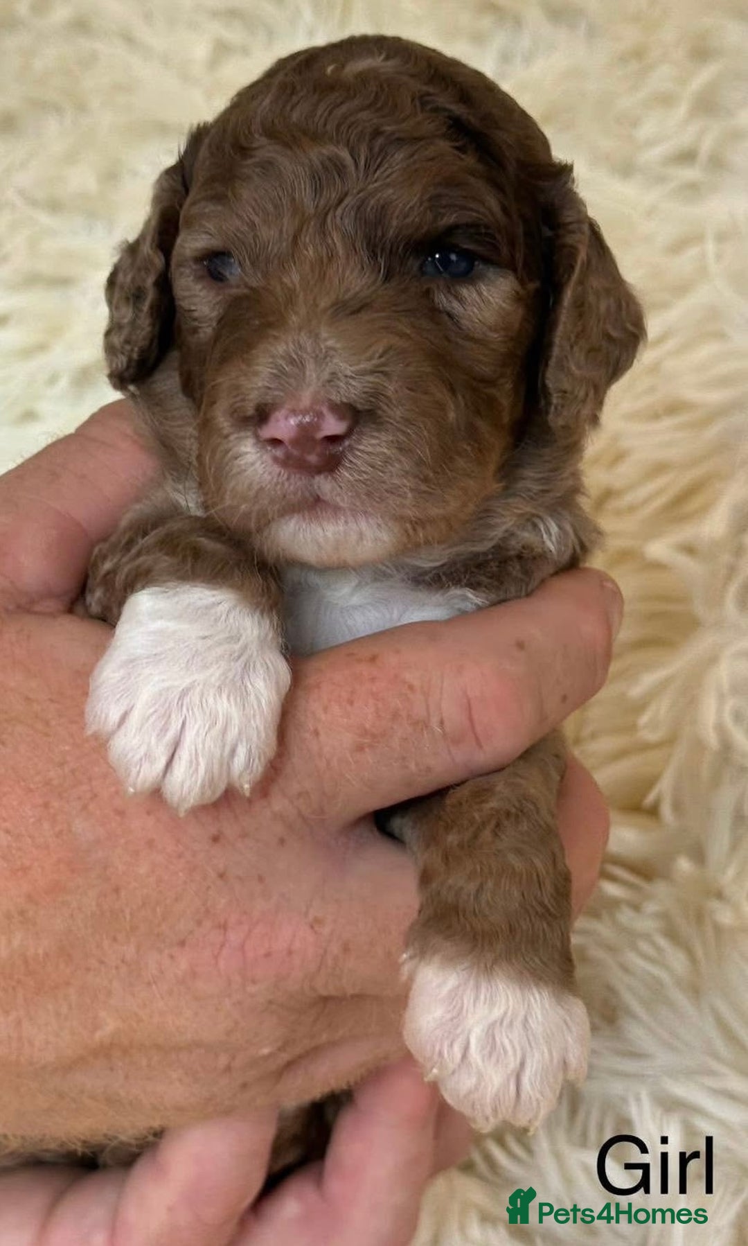 Cockapoo dogs for sale: Beautiful Merle cockapoo puppies ready 19th August - Image 7