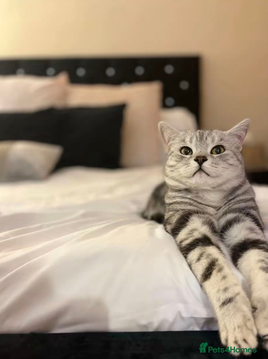 British Shorthair cats British Shorthair  in Chelmsford - Advert 1