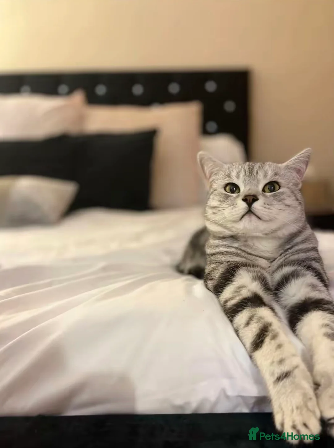 British Shorthair cats for stud: British Shorthair  in Chelmsford - Advert 1