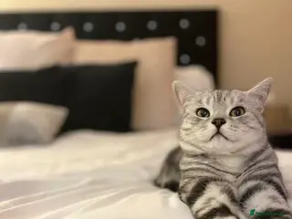 British Shorthair cats British Shorthair in Chelmsford - Advert 1