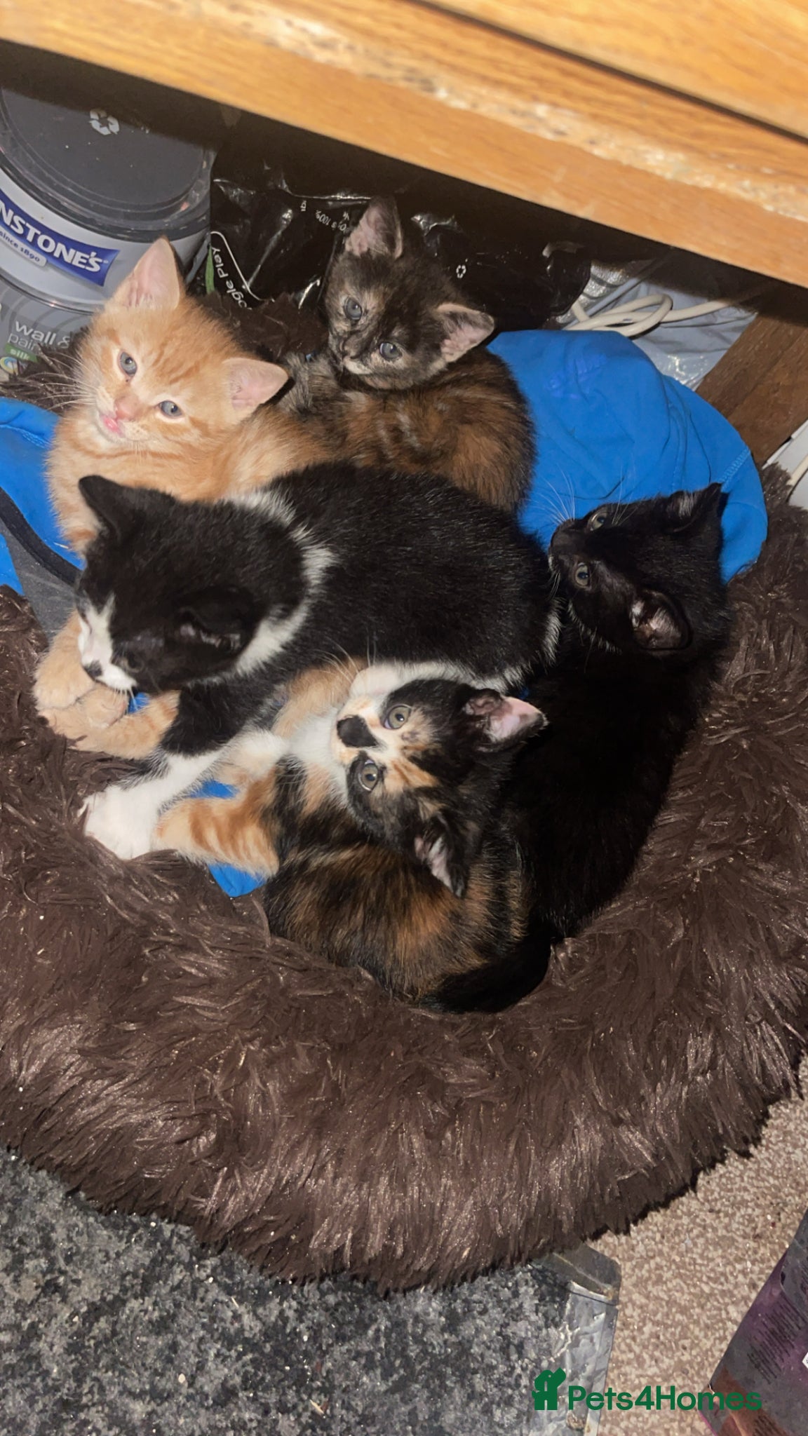 Mixed Breed cats 5 beautiful kittens for sale £180, £220 for ginger - Advert 15