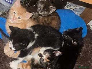 Mixed Breed cats 5 beautiful kittens for sale £180, £220 for ginger - Advert 15