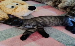 Bengal cats for sale: Three Bengals - Image 14